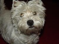 Klik op de foto voor groter formaat